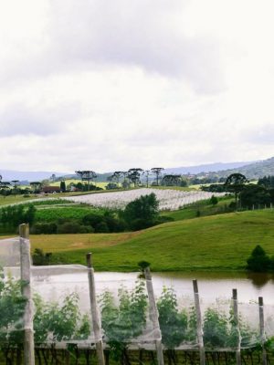 vinhedos_da_vinicola_thera_20180424_1070433750-e1524602056879