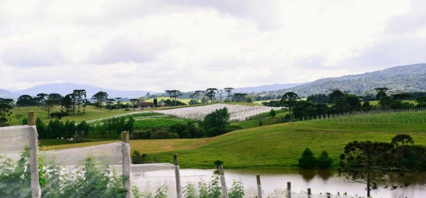 vinhedos_da_vinicola_thera_20180424_1070433750-e1524602056879