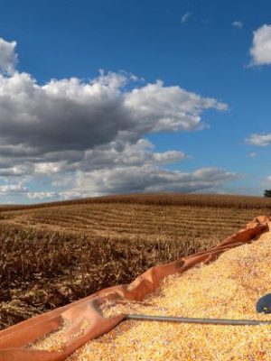 colheita-de-milho-em-campos-novos-foto-julio-cavalheiro-secom