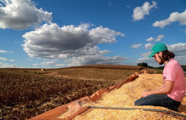 colheita-de-milho-em-campos-novos-foto-julio-cavalheiro-secom