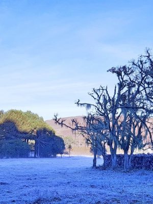 geada-em-sao-joaquim-20