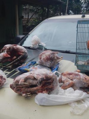 52445508_2113538615393210_3602363700230488064_n