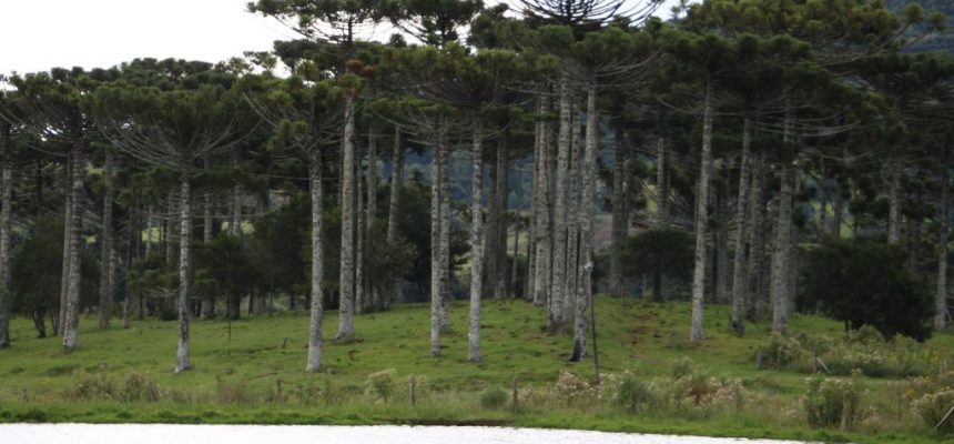 araucariapinheiro-susanakuster-19-03-19-6-e1553191499190