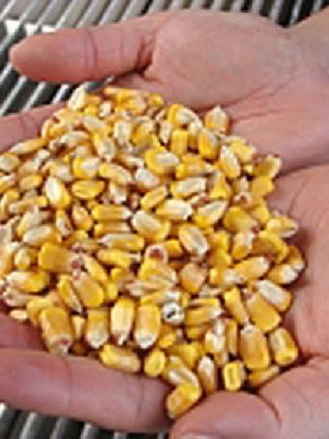 17ed4009f83276139b214520733ba007_gr