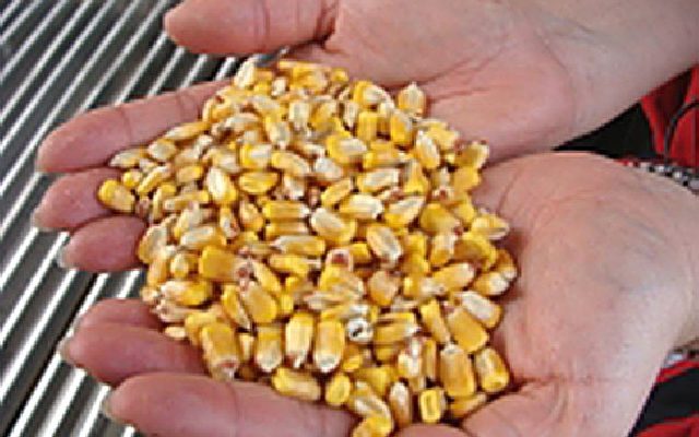 17ed4009f83276139b214520733ba007_gr