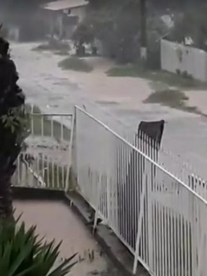 243cc933c3050f7c71d1524e3babedad