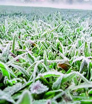 noticia_874839_img1_geada