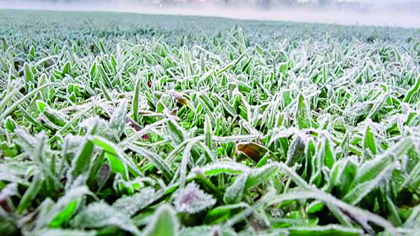 noticia_874839_img1_geada