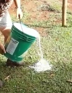 prejuizo-por-falta-de-energia-em-corbelia-produtores-de-leite-3-conexao-revista-corbelia-anahy-braganey-iguatu-cafelandia-nova-aurora