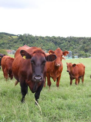 febreaftosa-susanakuster-23-01-20-3-2048x1365