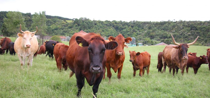 febreaftosa-susanakuster-23-01-20-3-2048x1365