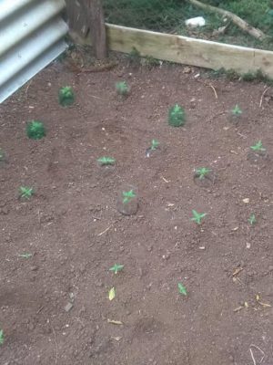 91511755_2876880552392342_3286257551808659456_n