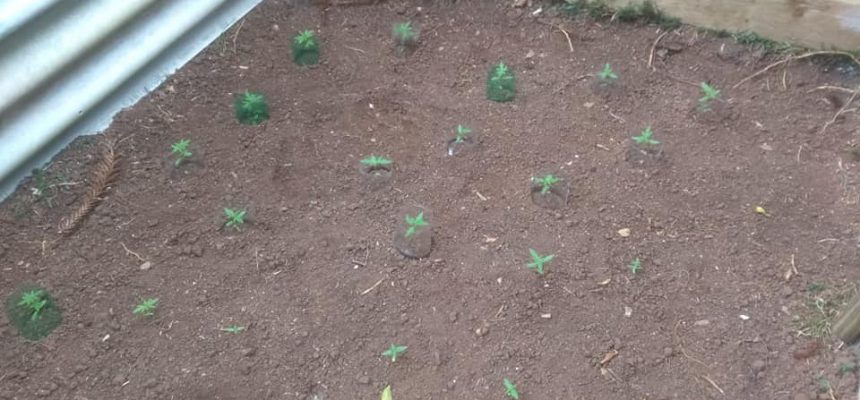 91511755_2876880552392342_3286257551808659456_n