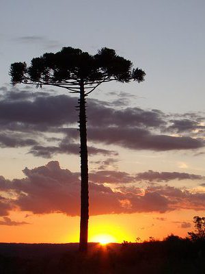 anita_garibaldi-375x400