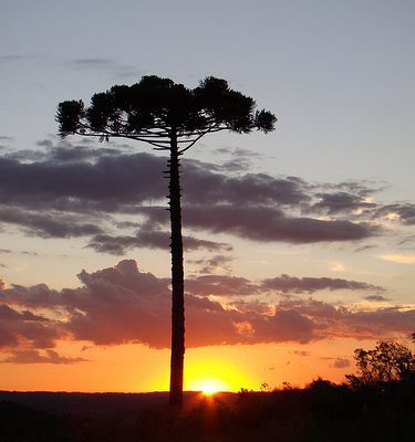 anita_garibaldi-375x400