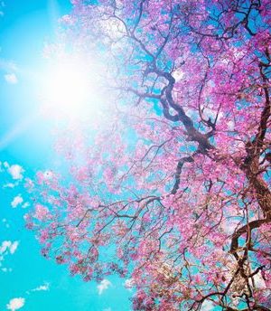 sol-e-flores-na-primavera-historiasylvio-blogspot-com_-br_