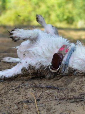 porque_os_caes_se_esfregam_em_animais_mortos_22755_orig