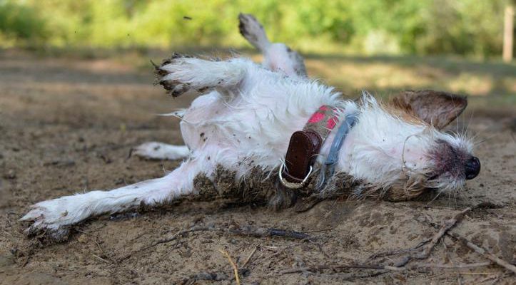 porque_os_caes_se_esfregam_em_animais_mortos_22755_orig