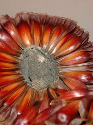 pinhao_20210330_1872244444