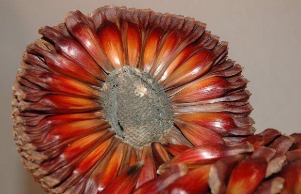 pinhao_20210330_1872244444