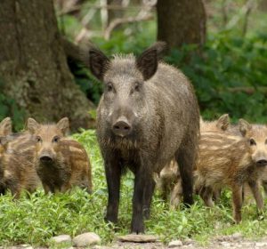 2f9567c16534429190d65ef80409dad2