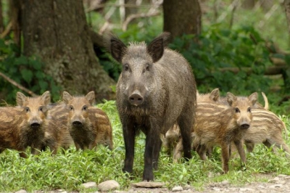 2f9567c16534429190d65ef80409dad2