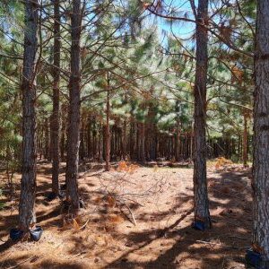 pinus-arvore-mato-verde-400-275174823