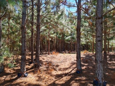 pinus-arvore-mato-verde-400-275174823