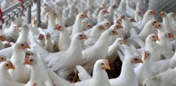 frango-estado