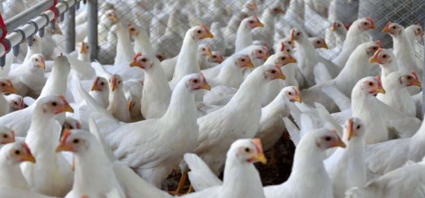 frango-estado