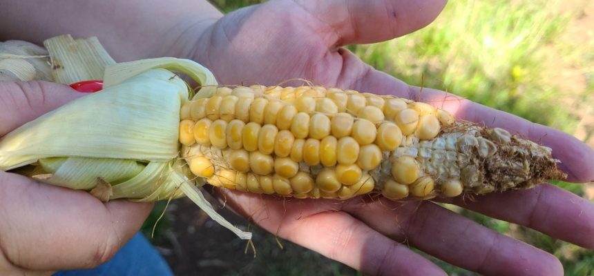 5e63f918-c751-43dc-92e0-dea358d24464