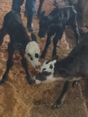 243ed929-163b-4d55-b426-9f635b9a