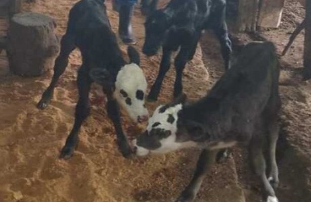 243ed929-163b-4d55-b426-9f635b9a