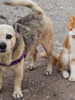 campanha-dezembro-verde-800x445