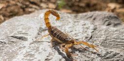 sina-katirachi-vfdrlddp_sk-unsplash-scaled-e1695827744179-730x480-1